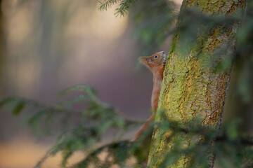 A close-up of red squirrel (Sciurus vulgaris) climbing on tree trunk vertical is able hanging head up or down in autumn nature. Warm toned wildlife take with rodent animal.