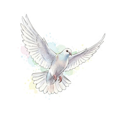 Fototapeta premium Watercolor drawing of a pigeon