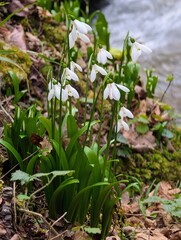 snowdrops in the snow