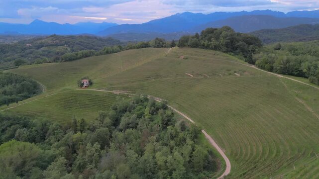 Vineyards on the hills of Savorgnano, Friuli.