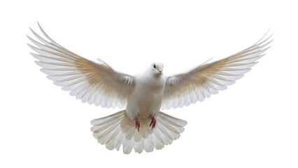 Obraz premium Soaring White Dove with Wings Spread on a Transparent Background PNG Image