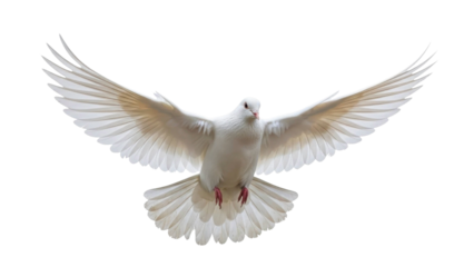 Soaring White Dove with Wings Spread on a Transparent Background PNG Image
