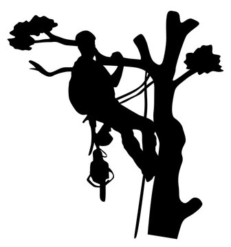 Tree Arborist Vector