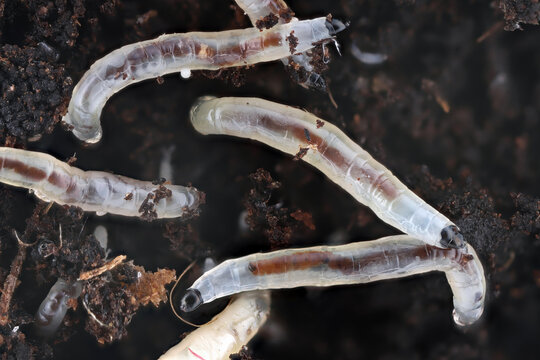 Larvae, maggot of flies from the Sciaridae family, dark-winged fungus gnats. They live in the soil of potted plants grown indoors.