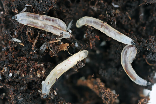 Potted plant pests, maggots, larvae of dark-winged fungus gnats, Sciaridae inhabit the soil in pots of plants cultivated in domestic environments.