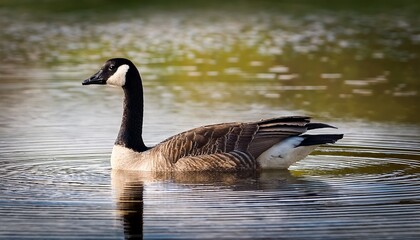 Country Goose Branta Canadensis