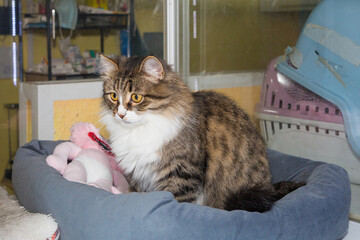 Beautiful tricolor cat in the enclosure of the shelter