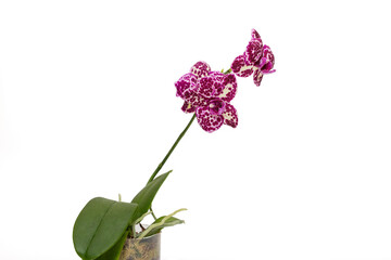 Blooming phalaenopsis orchid is a Wildcat.