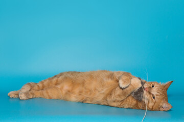 Red-haired shelter cat lies  and plays with a toy