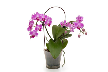 Blooming phalaenopsis orchid Vienna.