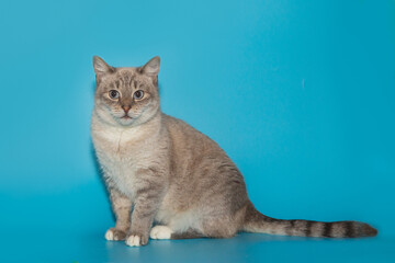 Beautiful gray shelter cat with blue eyes