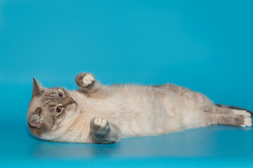 Beautiful gray shelter cat with blue eyes