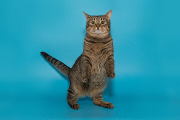 Funny gray shelter cat, in a bizarre pose