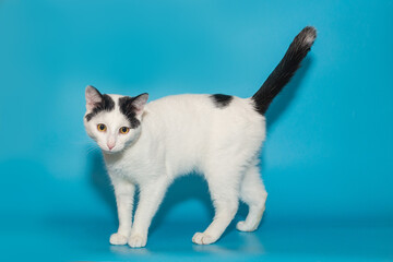 Beautiful white cat with black spots with yellow eyes