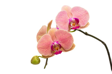  Flowers coral-colored phalaenopsis orchid