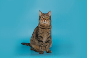 Serious and sad gray shelter cat