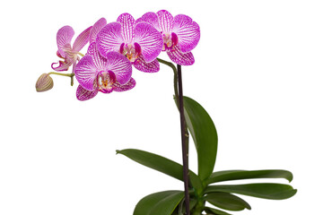  Blooming phalaenopsis orchid is a Arcadia.