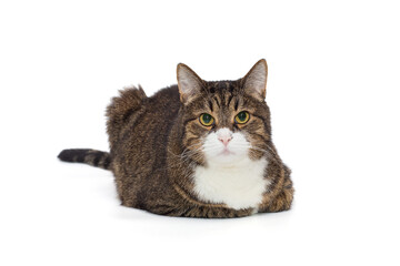 Beautiful grey cat looks at the camera