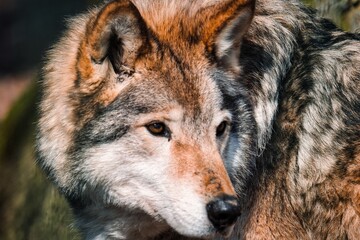 Obraz premium wolf face to face