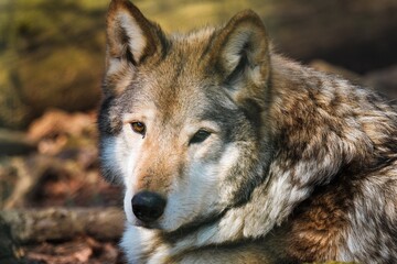 Fototapeta premium wolf face to face