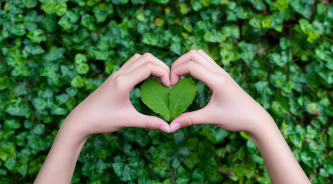 Hands making a heart shape holding a fresh green leaf
