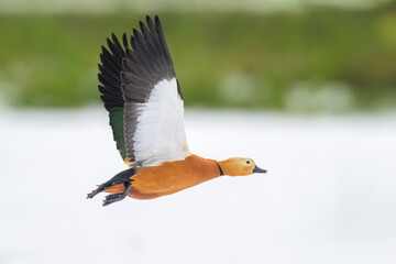 Rostgans Tadorna ferruginea ruddy shelduck