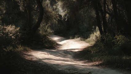 Sunlit Path Through Forest