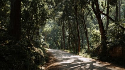 Fototapeta premium Sunlit Road Through Lush Green Forest