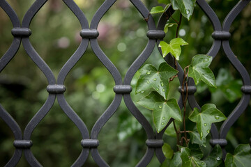  green ivy leaf framed by ornate metal grate