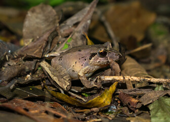 Fototapeta premium Ischnocnema henselii on leaf litter in the Atlantic Forest, Southern Brazil