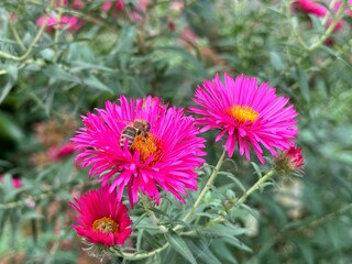 Fresh pink aster flowers in the garden