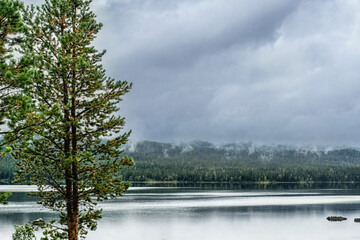 Lapland landscape with pine trees, lake and foggy forest