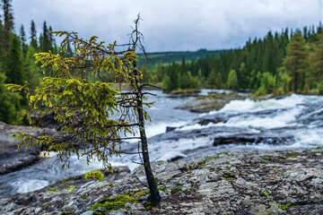 Resilience of a small pine growing on rugged Lapland rocks