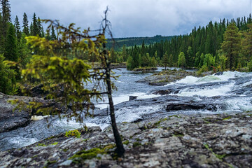 Lapland landscape with rapids flowing through forest