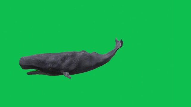 3D realistic Sperm whale undersea swimming enter to the right side and exit on the left side animation side view on green screen, 4k cachalot animal moving towards dive render on chroma key