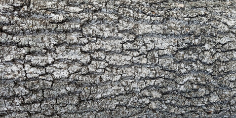 Tree bark texture with natural wood pattern, rough organic surface background