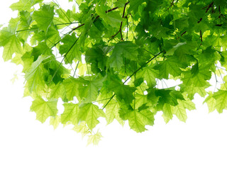 Fresh green maple leaves isolated on white background
