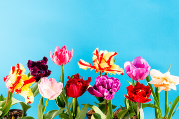 Bright multicolored tulips on blue background