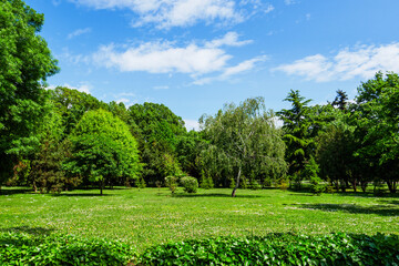 Sunny green park with trees, fresh grass and blue sky