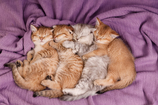 Four cute kittens sleeping together on a purple knitted blanket, cozy hug