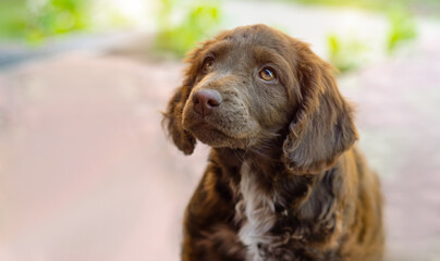 A Cocker Spaniel puppy sits against a backdrop of nature and sunlight. A cute little dog looking up. A beautiful animal against the backdrop of a landscape. Focus on the eyes.