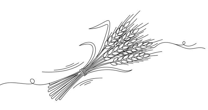 Linear drawing of wheat sheaf with elegant detailing in minimalist style. No editable strokes