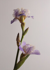 Cream Beige, lilac, violet Iris Flower bud on gray neutral. Art Minimalist still life. Natural art background.