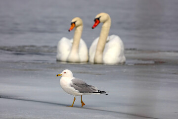 Fototapeta premium A Gull walking in front of a Mute Swans couple on a beach in Ontario Canada