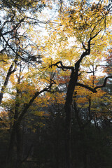 Backlit autumn tree canopy with yellow leaves, Kejimkujik National Park, Nova Scotia