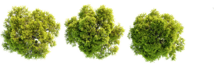 top view of three trees isolated on a white background
