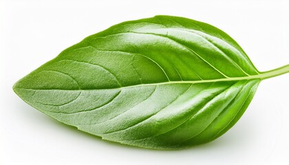 Obraz premium Basil Leaf Isolated On White Background Macro Clipping Path
