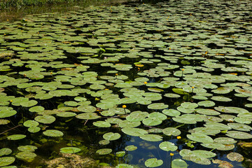 Yellow Water-lily (Nuphar lutea) growing in a freshwater pond. Common aquatic plant found in rivers, lakes, and ponds.
