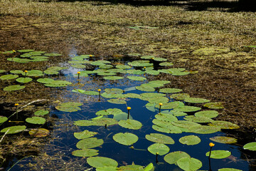 Yellow Water-lily (Nuphar lutea) growing in a freshwater pond. Common aquatic plant found in rivers, lakes, and ponds.