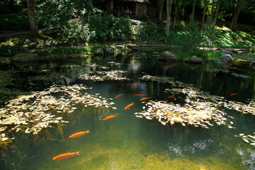 Vibrant orange Koi carp in a serene pond. Japanese Garden at Vilnius University Botanical Garden, designed by Edo-period principles. Peaceful zen landscape.
